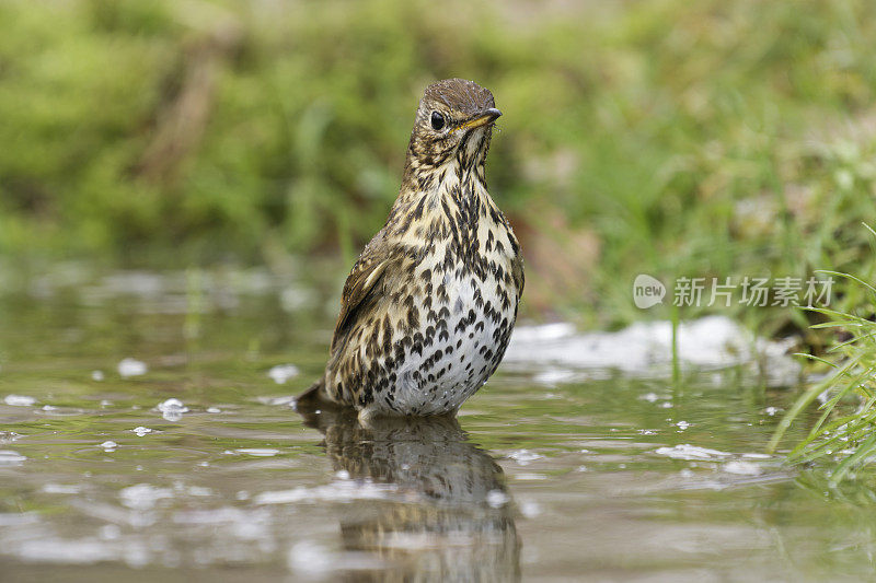 画眉症(Turdus philomelos)